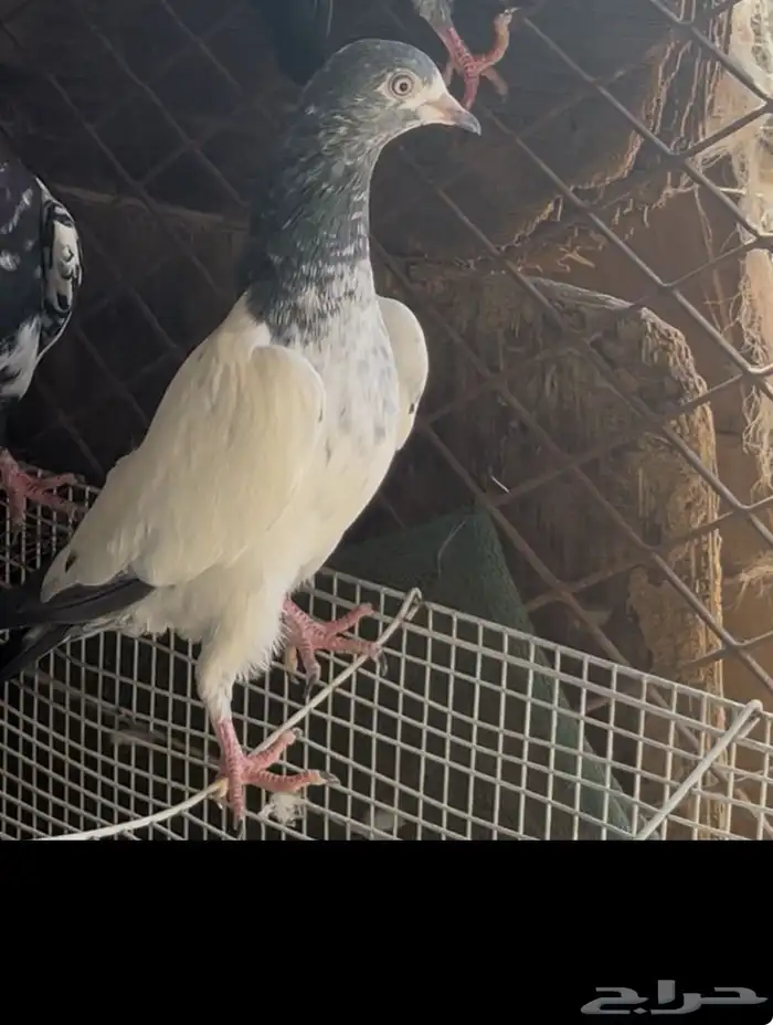 طبات باكستاني بيور 7