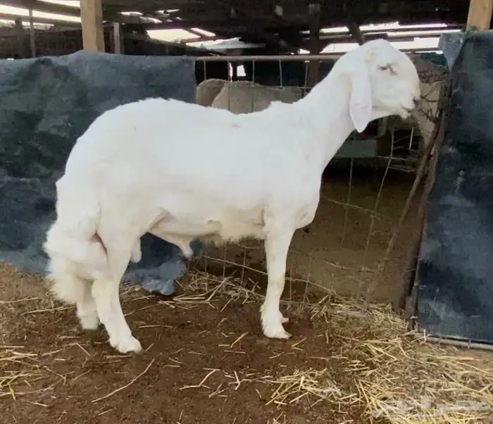 طلي حري خصم راس كارثه مستقبل فحل 1