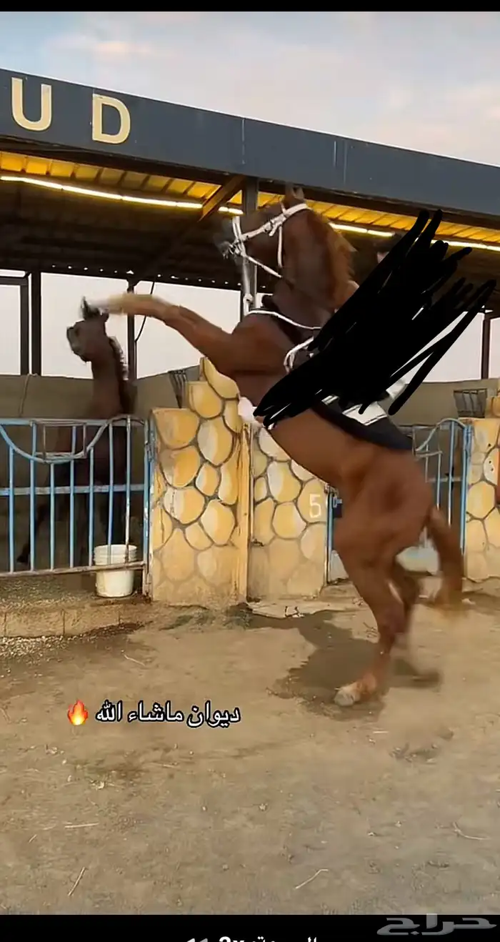 حصان شعبي شيخ 5