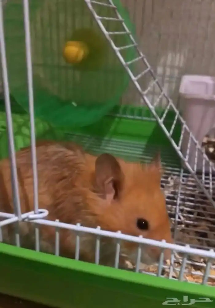 هامستر مع القفص والالعاب والآكل 970 قابل للتفاوض 6