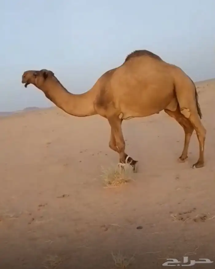 بعير اصفر دبياني السن ثني 0