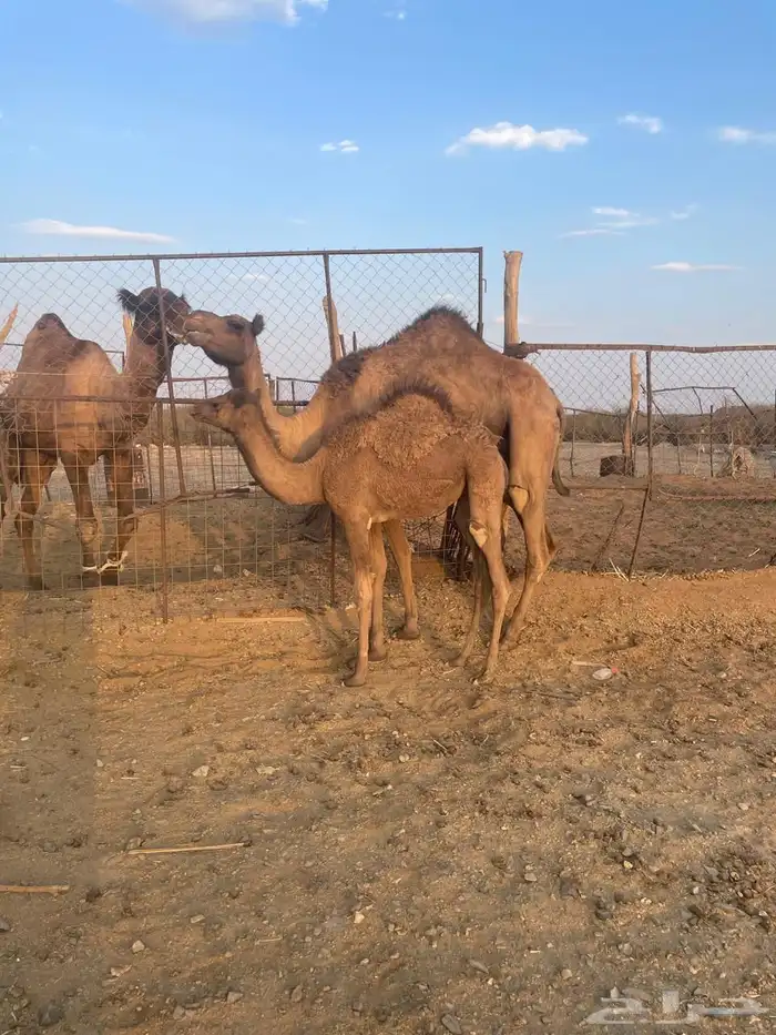 للبيع ناقه عشراء 2