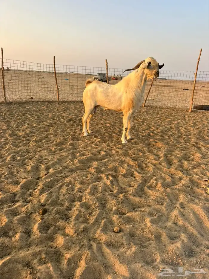 تيس بيشي اعفر 1