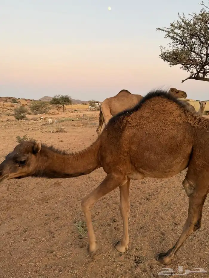 الإبل للبيع 0