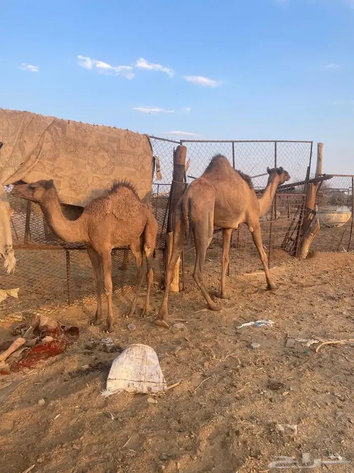 للبيع ناقه عشراء 0