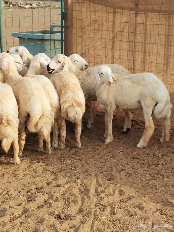 طليان حريه جبره سمان العدد 9 0