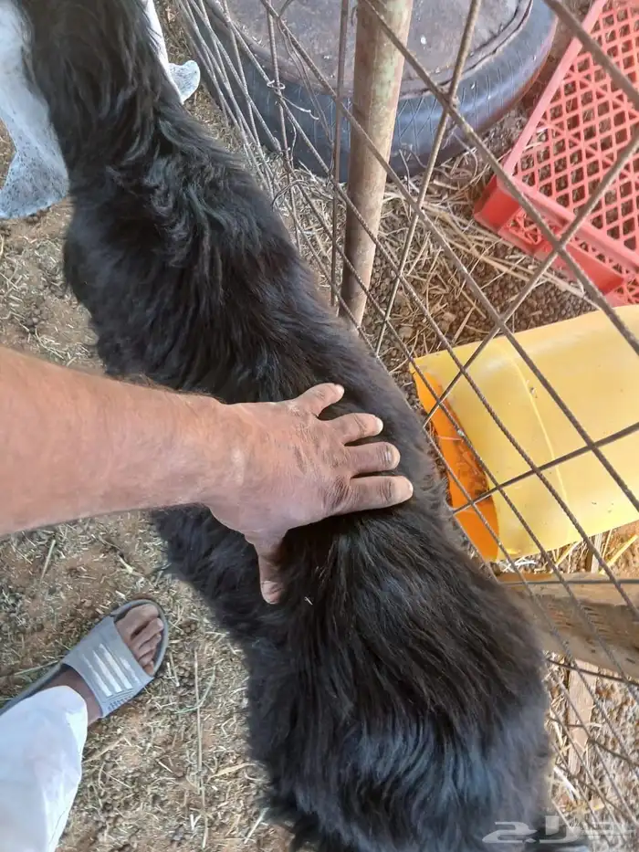 تيس جذع 6 شهور علف ذمة وامانه نظيف 0