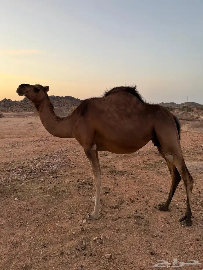 الإبل للبيع 1