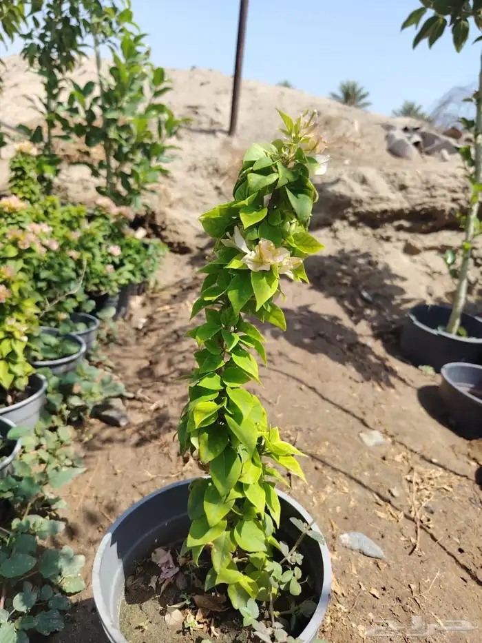 يتوفر شتلات بالجمله فقط 21