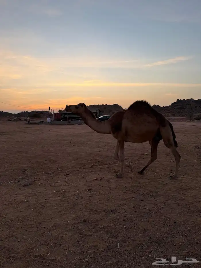 الإبل للبيع 9