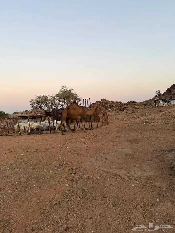 الإبل للبيع 18
