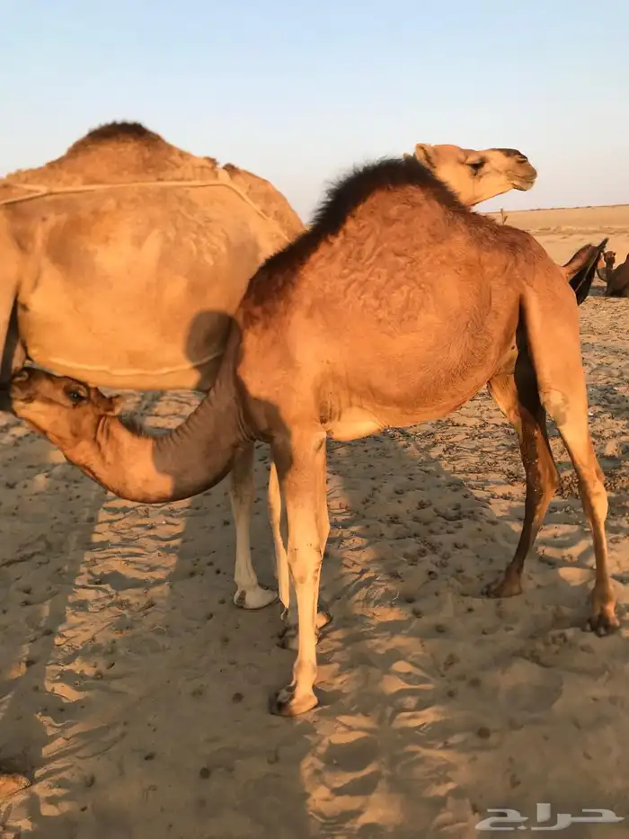 ثلاث قعدان على الحليب مقفله شحم اعمارها 9 شهور ماشاءالله 2