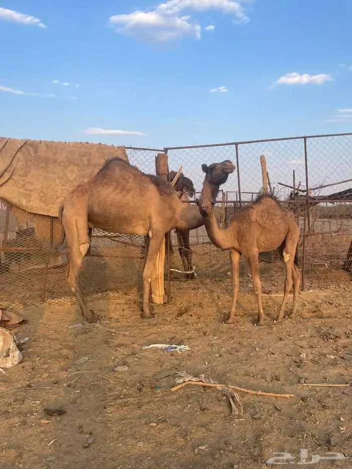 للبيع ناقه عشراء 5