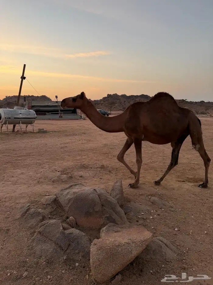 الإبل للبيع 12