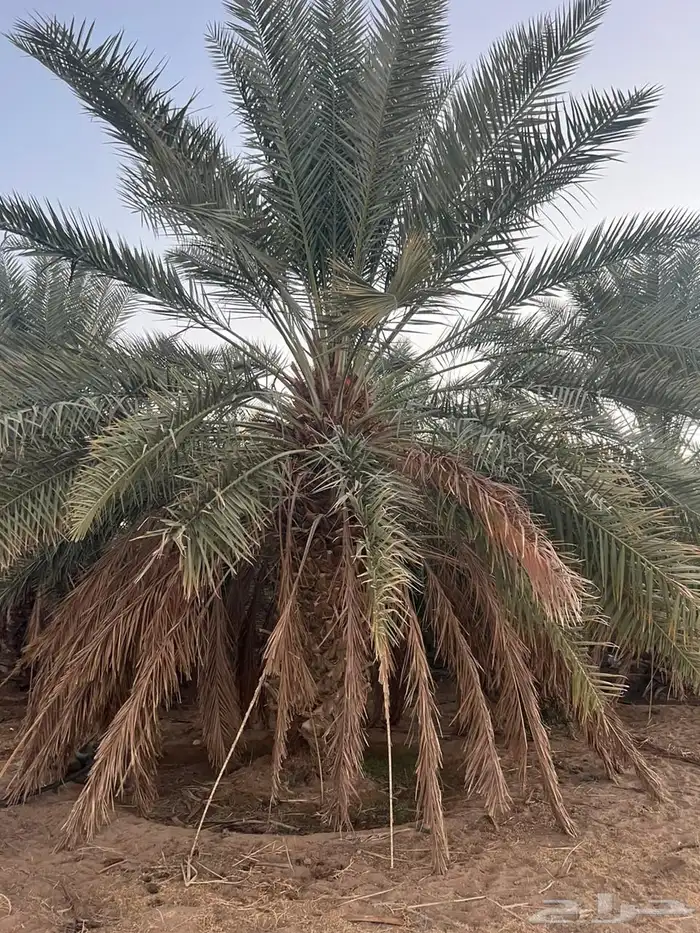 للبيع نخل خلاص 0