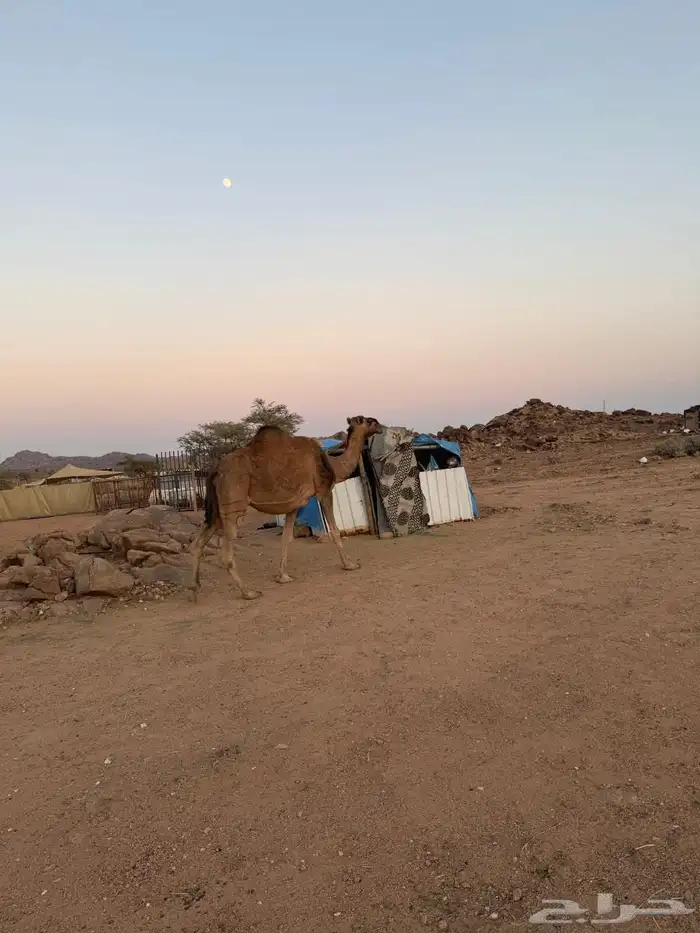 الإبل للبيع 17