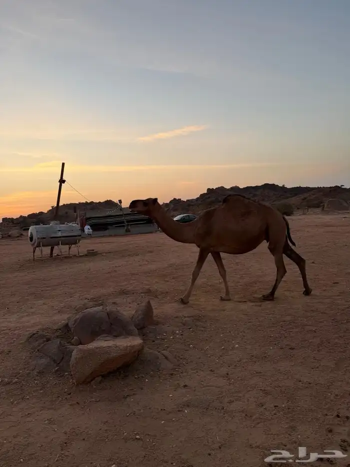 الإبل للبيع 15