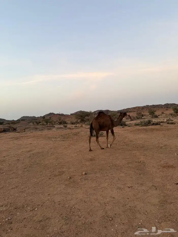 الإبل للبيع 19