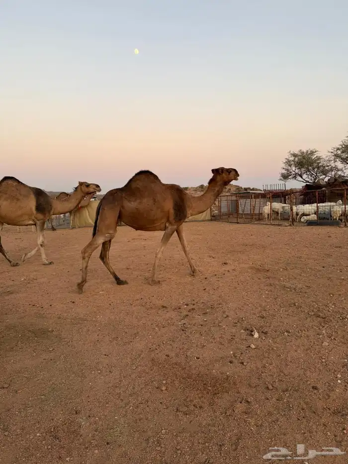 الإبل للبيع 11