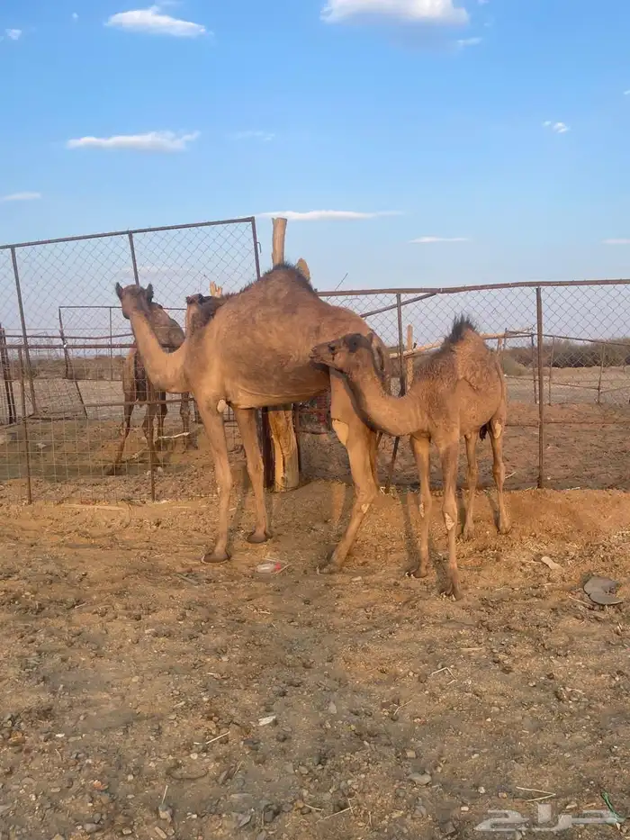 للبيع ناقه عشراء 3