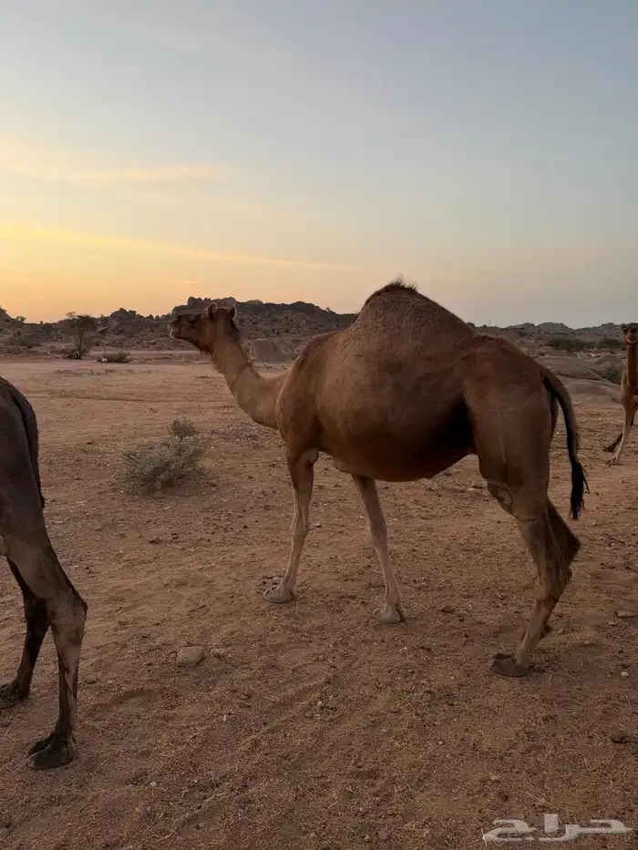 الإبل للبيع 7