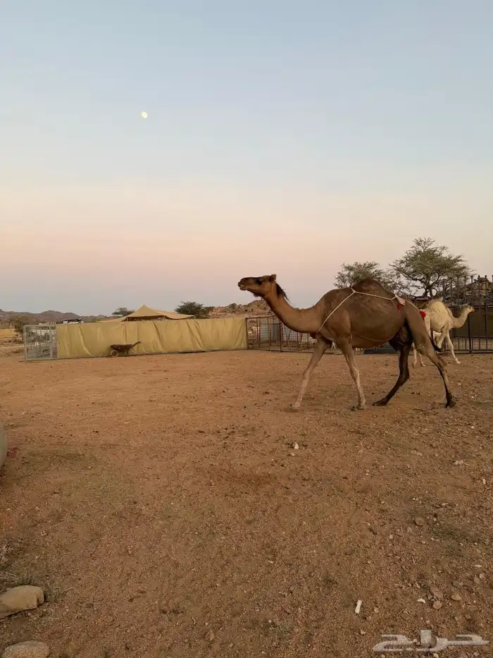 الإبل للبيع 3