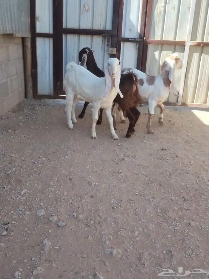 نعرض لكم جفرات مطورات 2