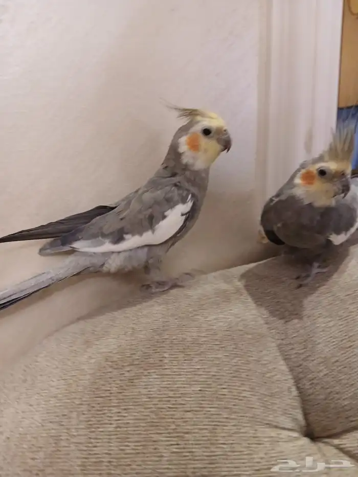 زوج كروان اليف ومتكلم ماشالله تبارك الله 3