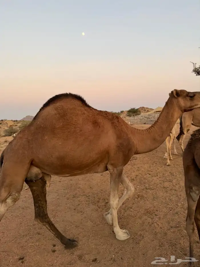 الإبل للبيع 2