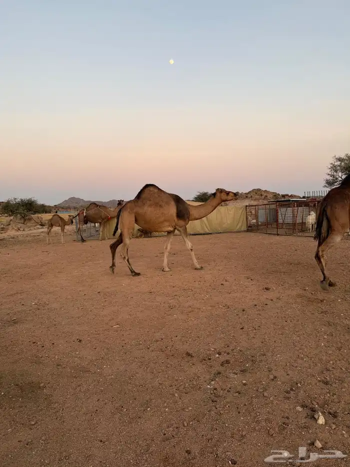 الإبل للبيع 10