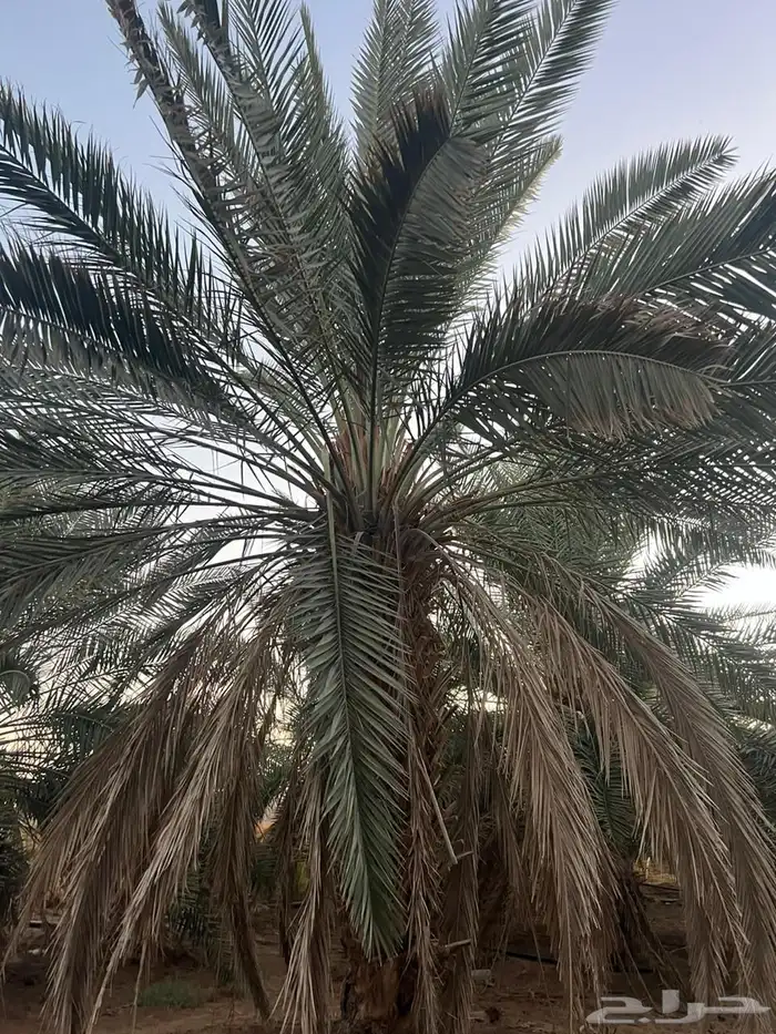 للبيع نخل خلاص 2
