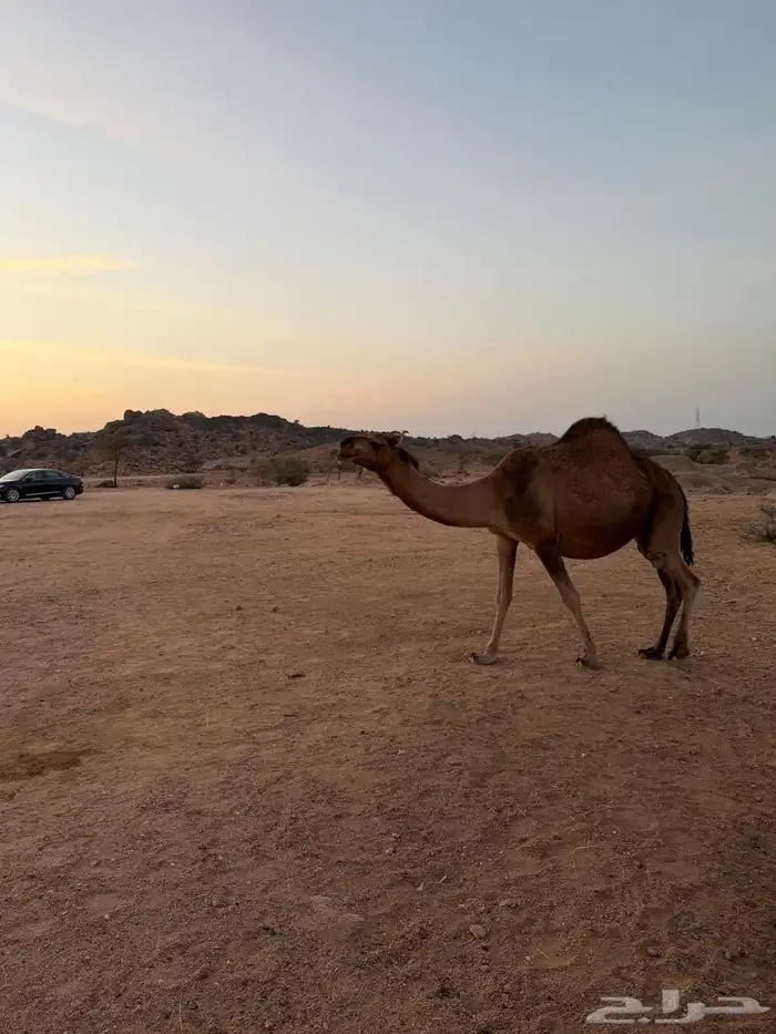 الإبل للبيع 14