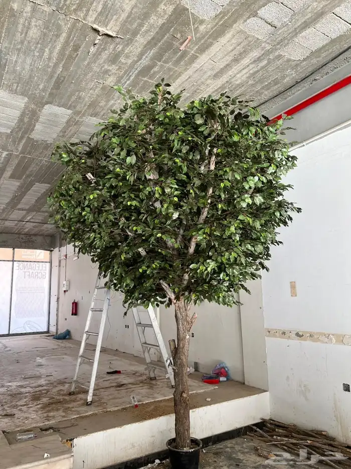 تفصيل اي شجر 6