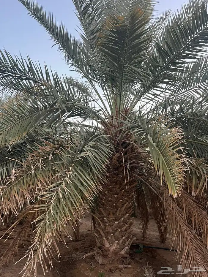 للبيع نخل خلاص 3