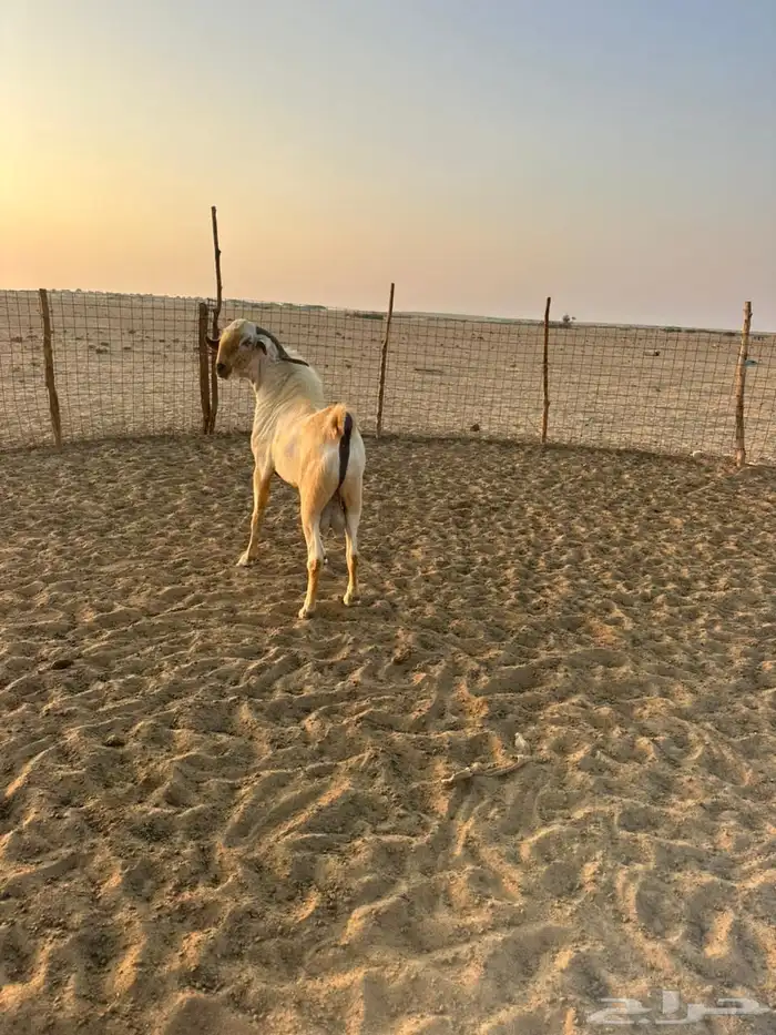 تيس بيشي اعفر 5