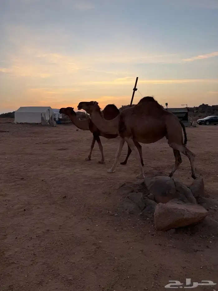 الإبل للبيع 13
