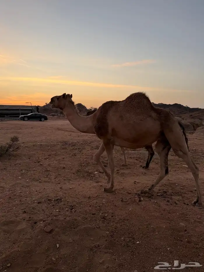 الإبل للبيع 5