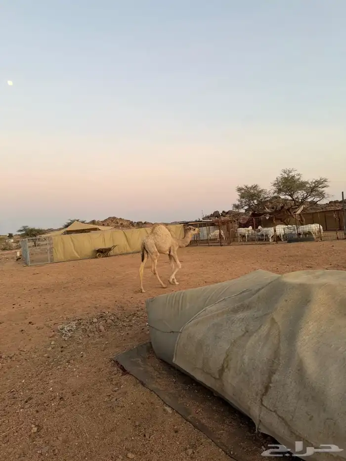 الإبل للبيع 4