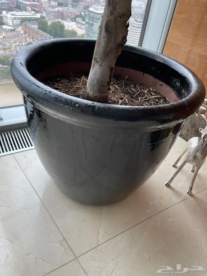 احواض زرعه من world of pots 0