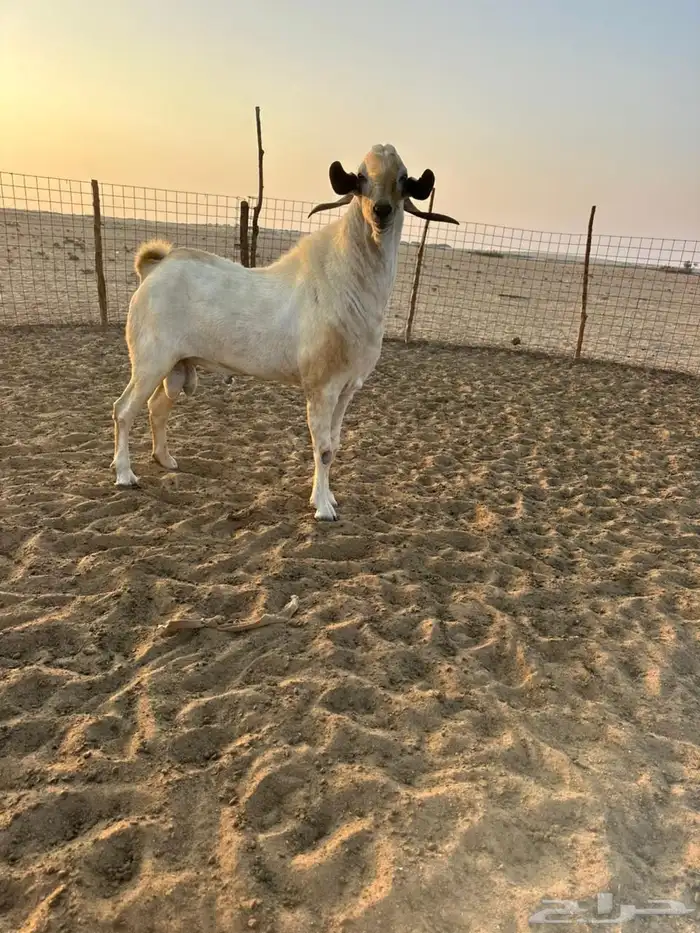 تيس بيشي اعفر 0