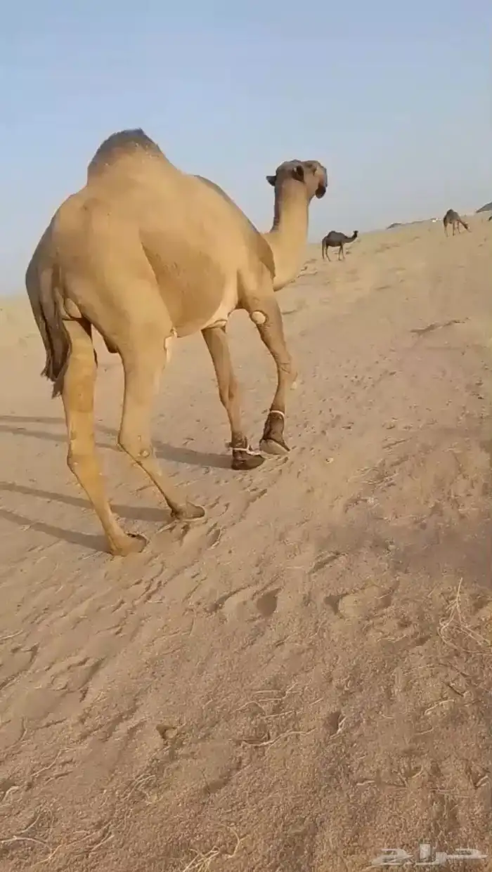 بعير اصفر دبياني السن ثني 3