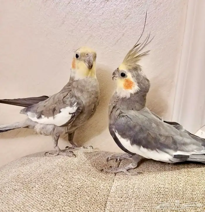 زوج كروان اليف ومتكلم ماشالله تبارك الله 0