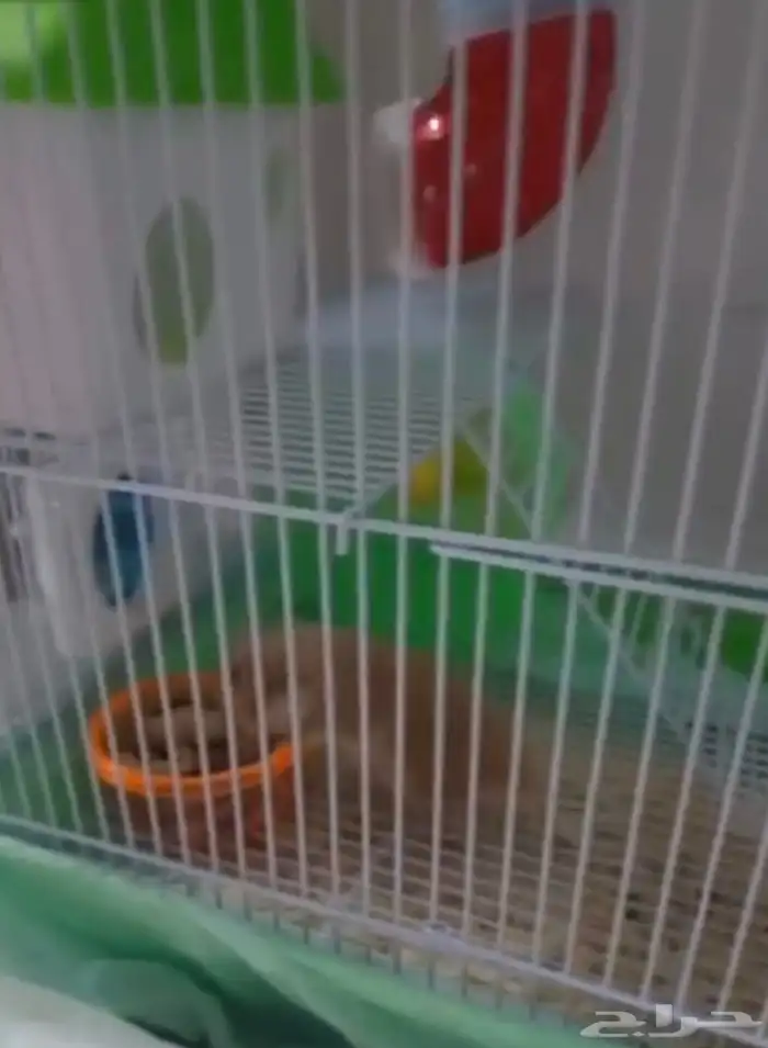 هامستر مع القفص والالعاب والآكل 970 قابل للتفاوض 11