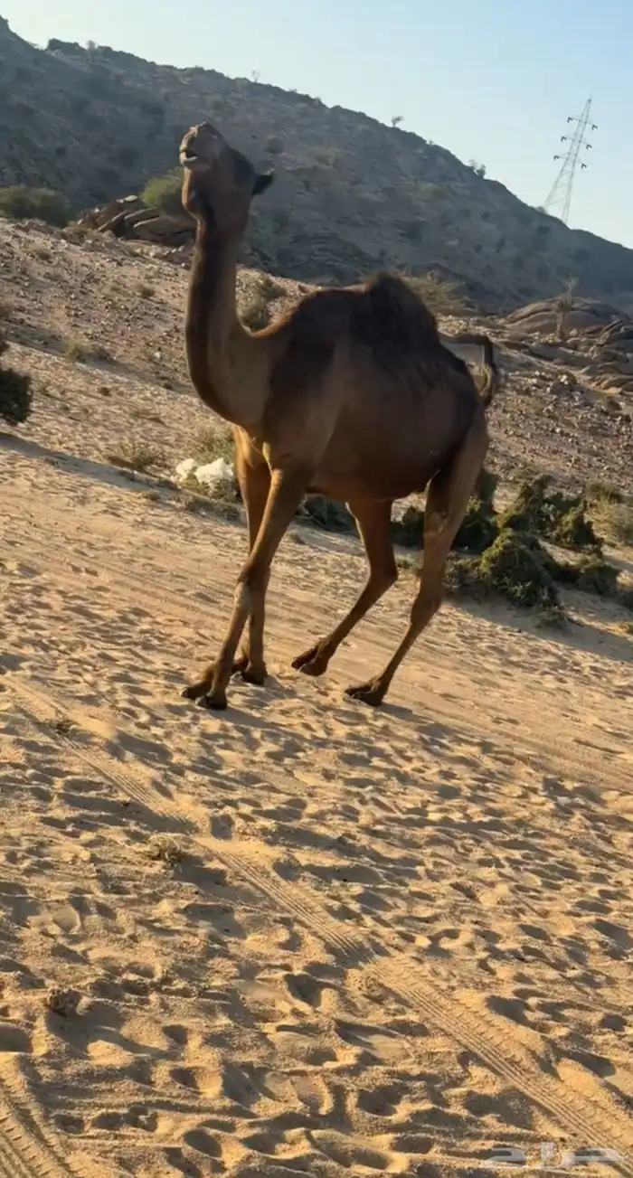 ناقه صفرا لقحه 4