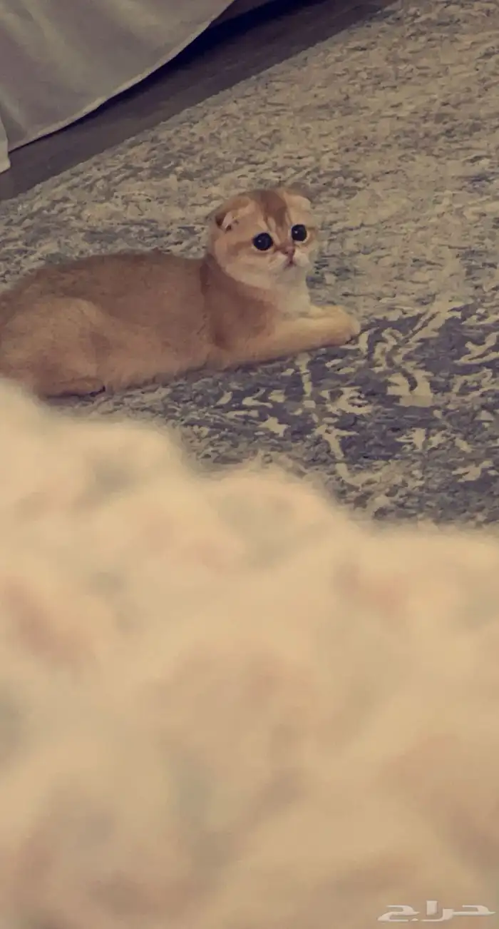 انثى برتش ny12 مسجلة مستوردة 5