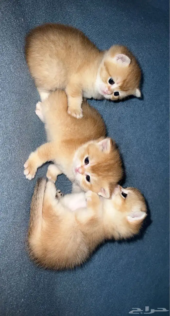 انثى برتش ny12 مسجلة مستوردة 4