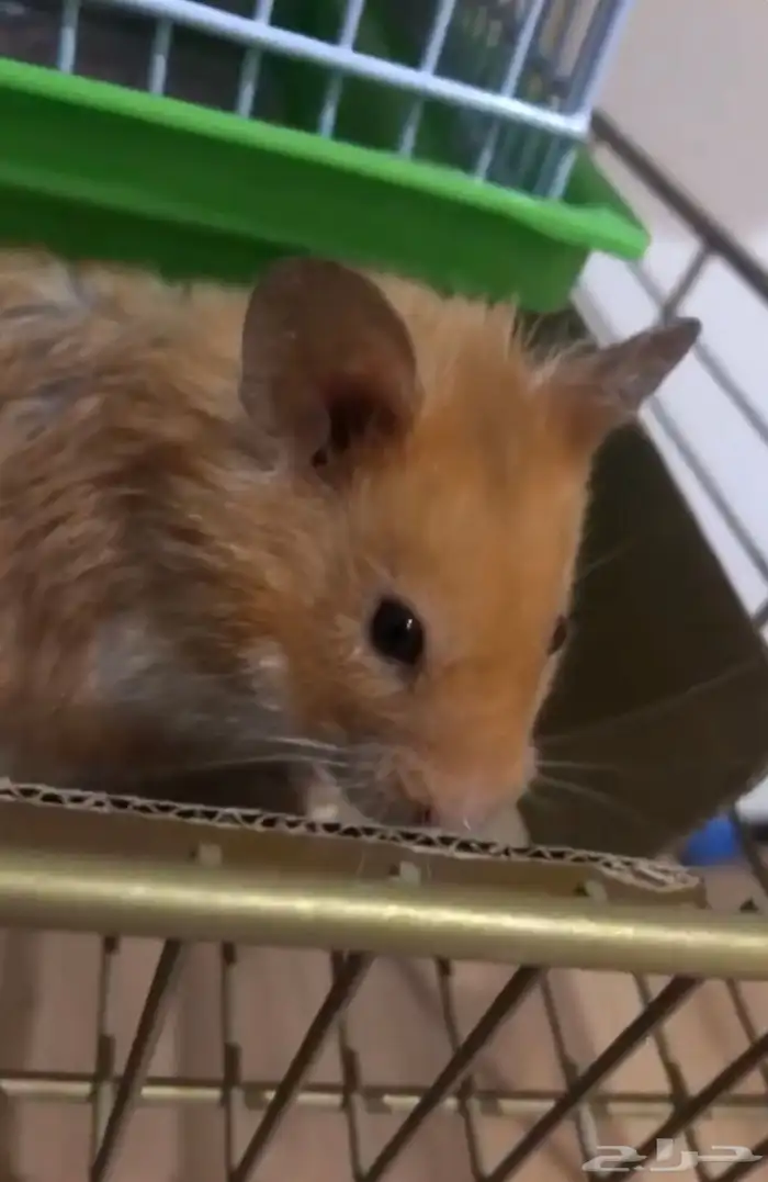 هامستر مع القفص والالعاب والآكل 970 قابل للتفاوض 2