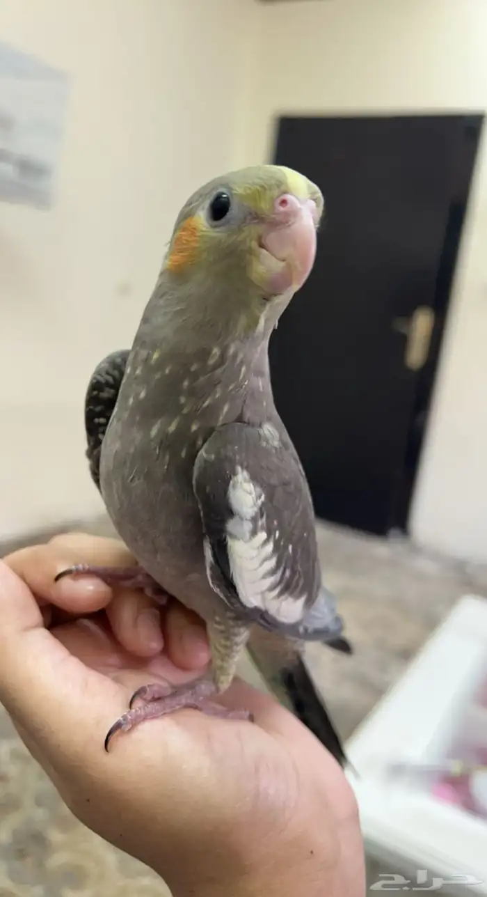 كوكتيل اليف وهدد 2