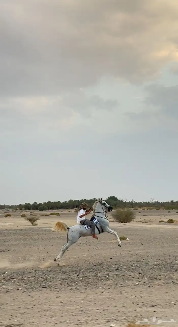 حصان ل البيع 5