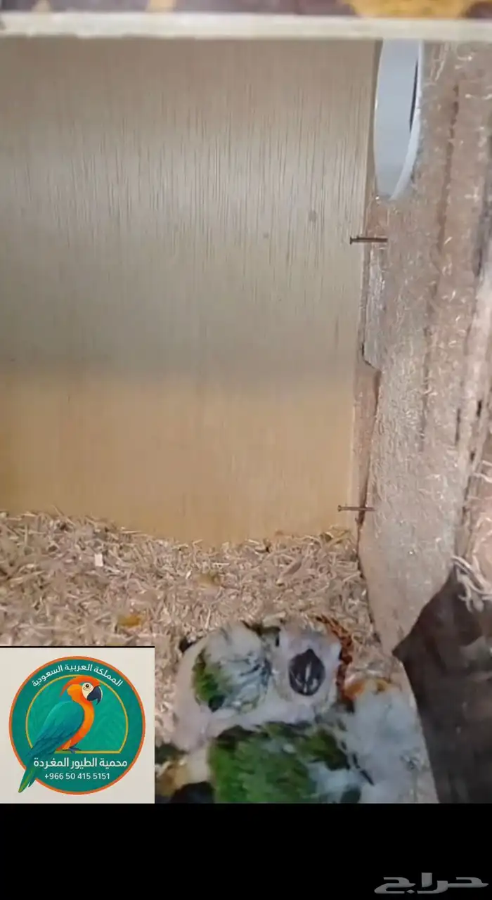 محمية الطيور المغردة 0